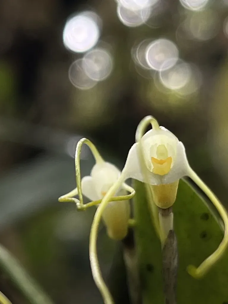 Masdevallia Strumifera