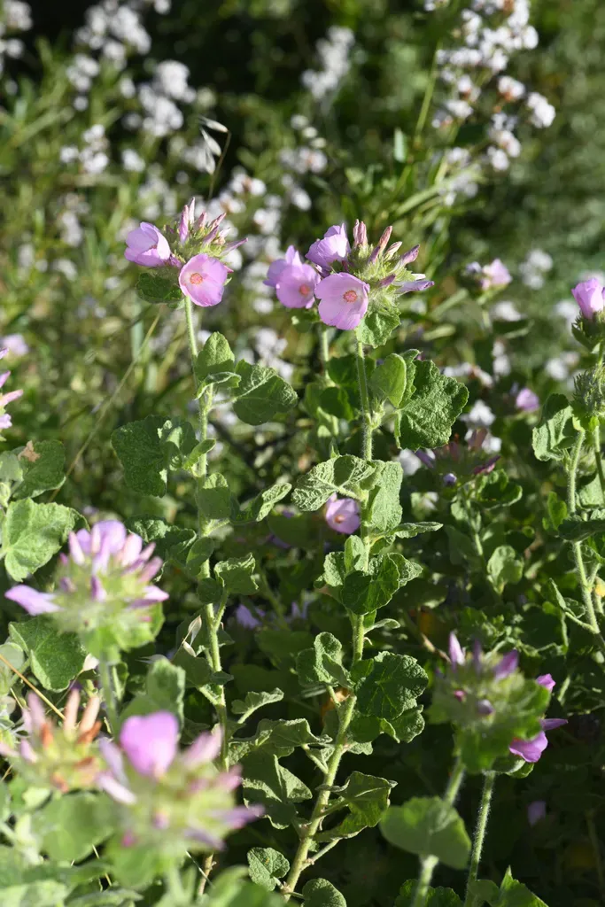 Santa Lucia Bushmallow