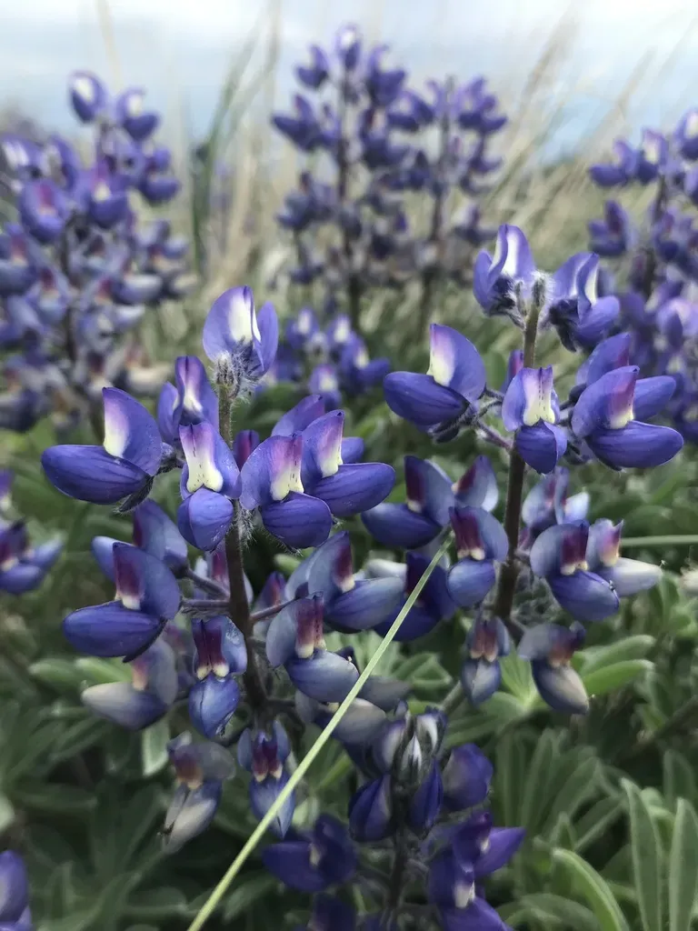 Rock Lupine