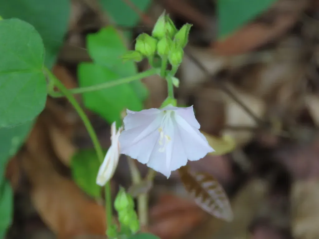 Jacquemontia Paniculata
