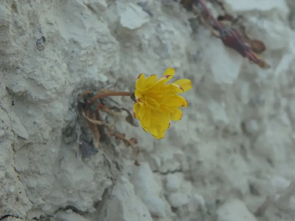 Taraxacum Aphrogenes