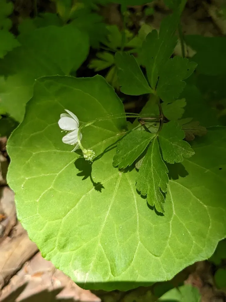 Kazakhstan Wood Anemone