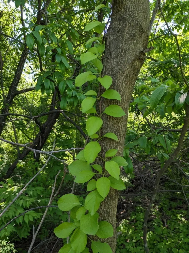 Celastrus Flagellaris