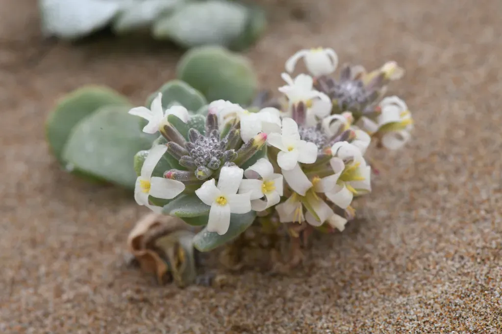 Beach Spectaclepod