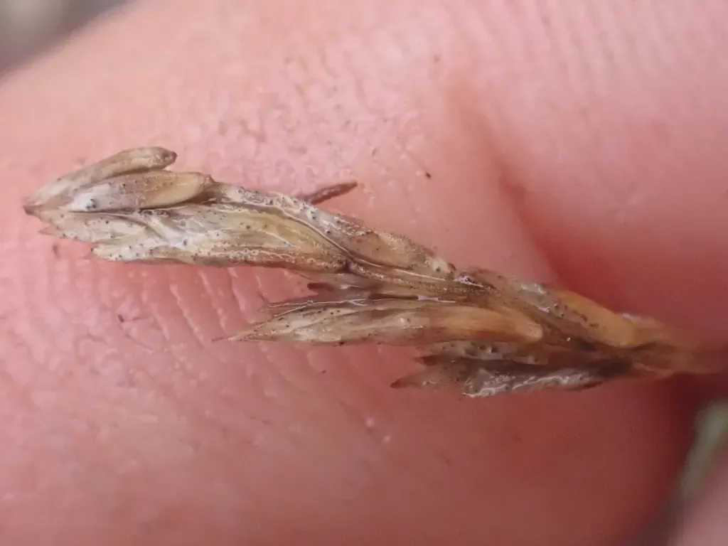 Diablo Canyon Blue Grass