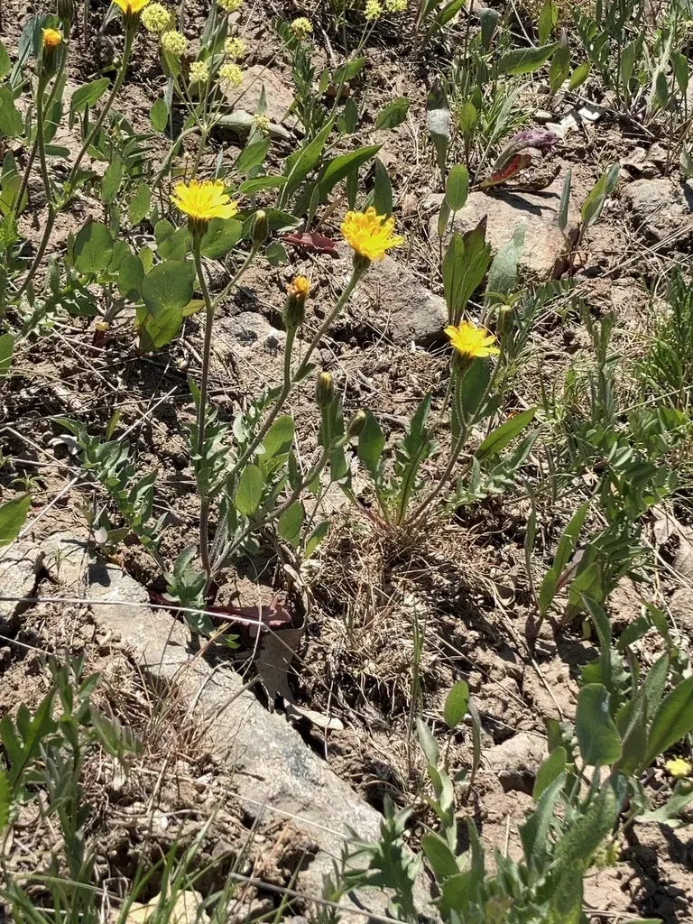 Largeflower Hawksbeard