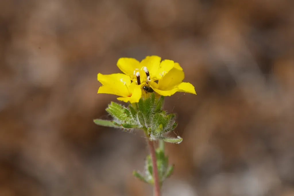 Soft Western Rosinweed