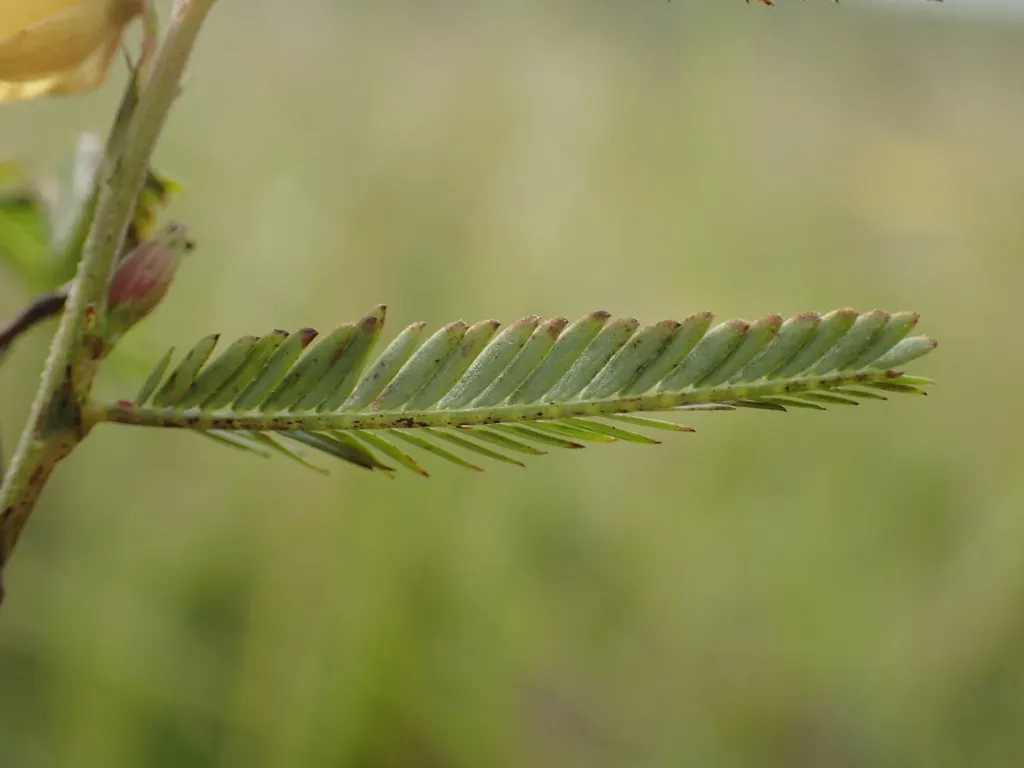 Chamaecrista Plumosa