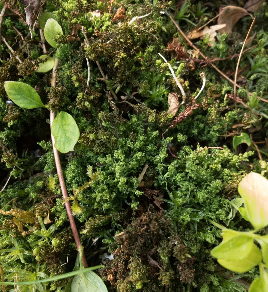 Wavy Starburst Moss
