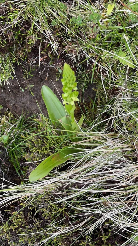 Short-spurred Butterfly-orchid