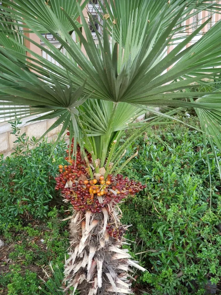 Mexican Fan Palm