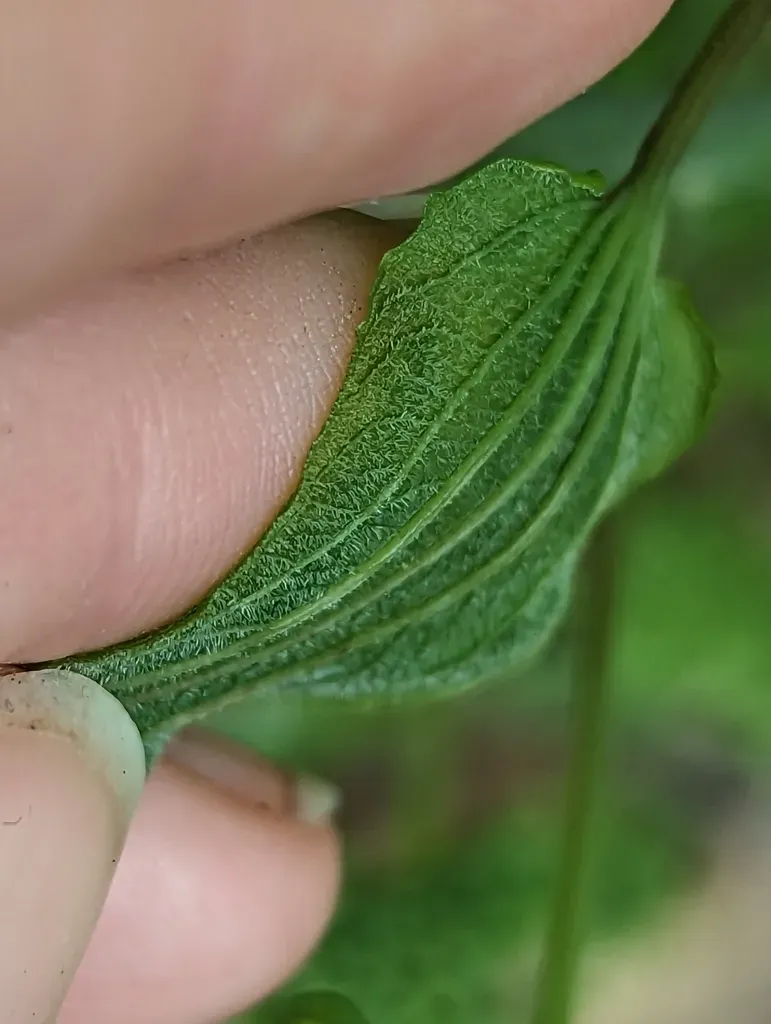 Illinois Carrionflower
