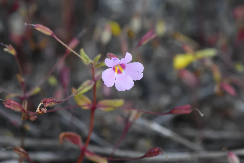Slender-stalked Monkeyflower