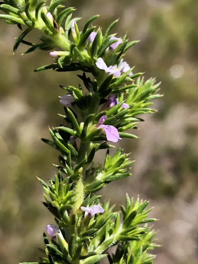 Muraltia Salsolacea