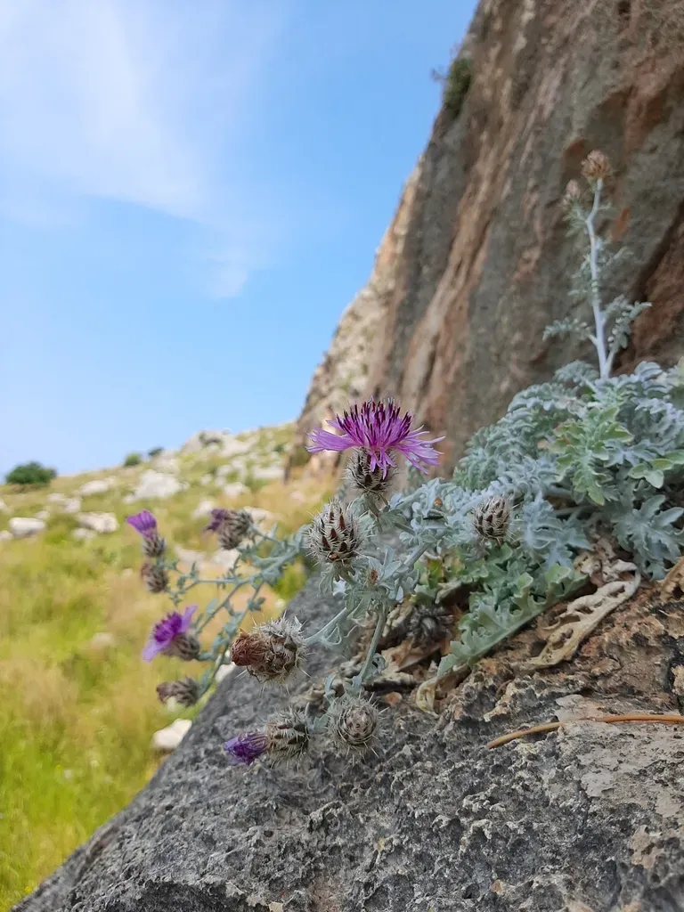 Centaurea Niederi