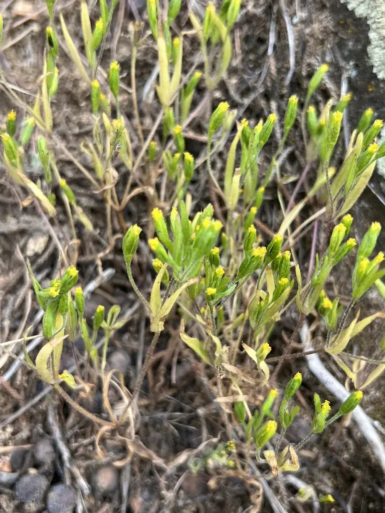 Small-ray Goldfields