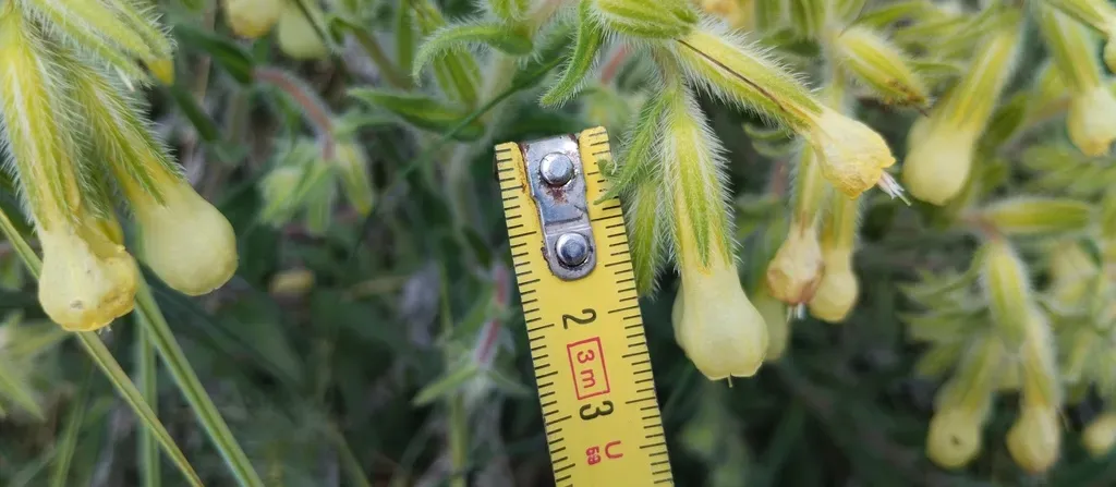 Onosma Pseudoarenaria