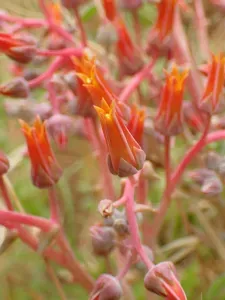 Lanceleaf Liveforever