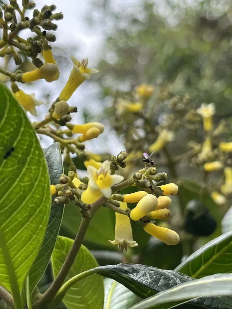 Palicourea Sulphurea