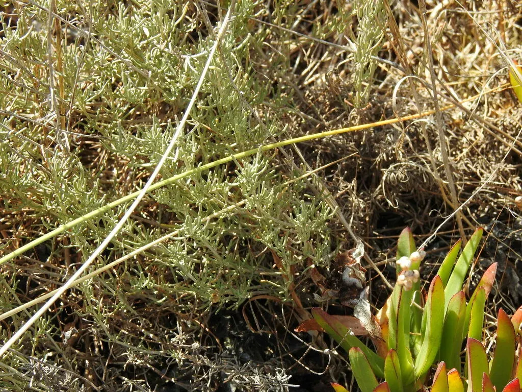 Portuguese Lavender-cotton