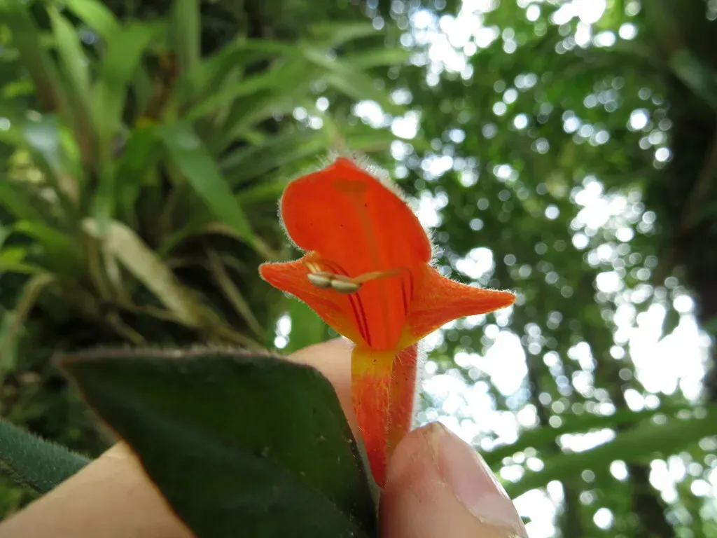 Columnea Magnifica