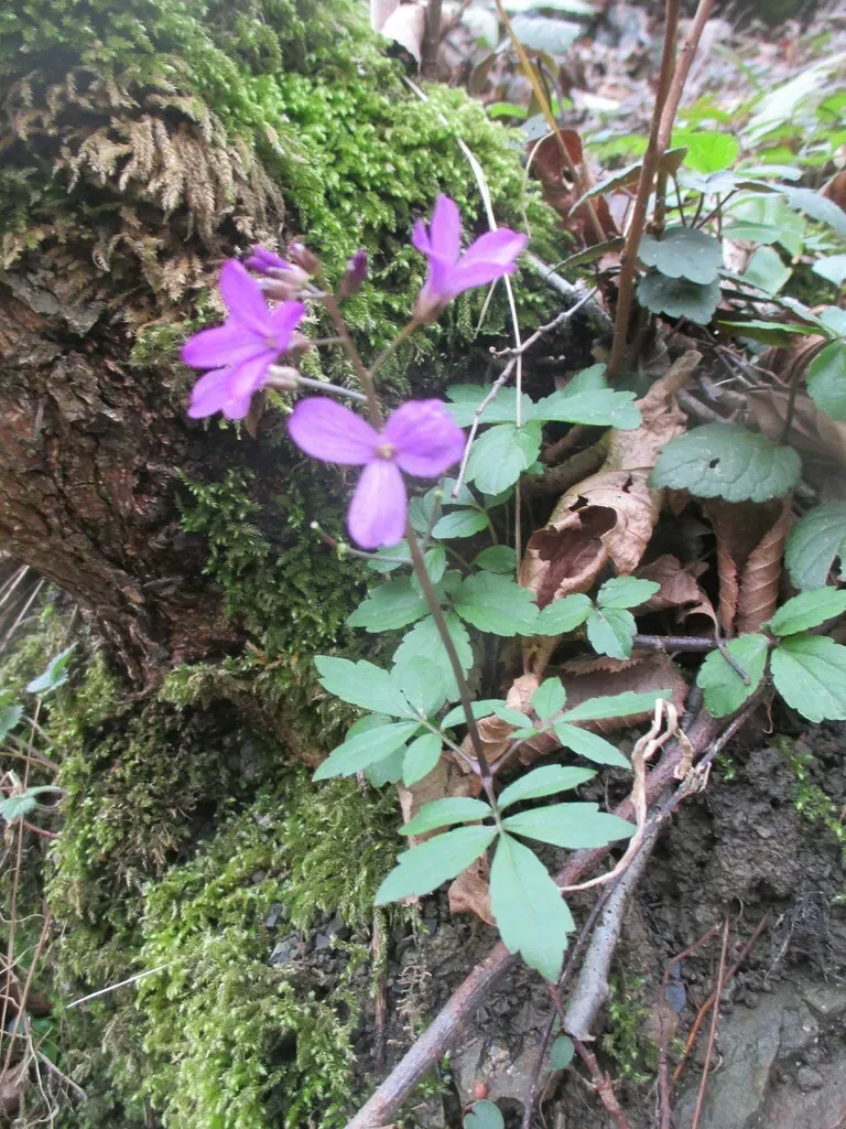 Five-leaved Cuckoo Flower