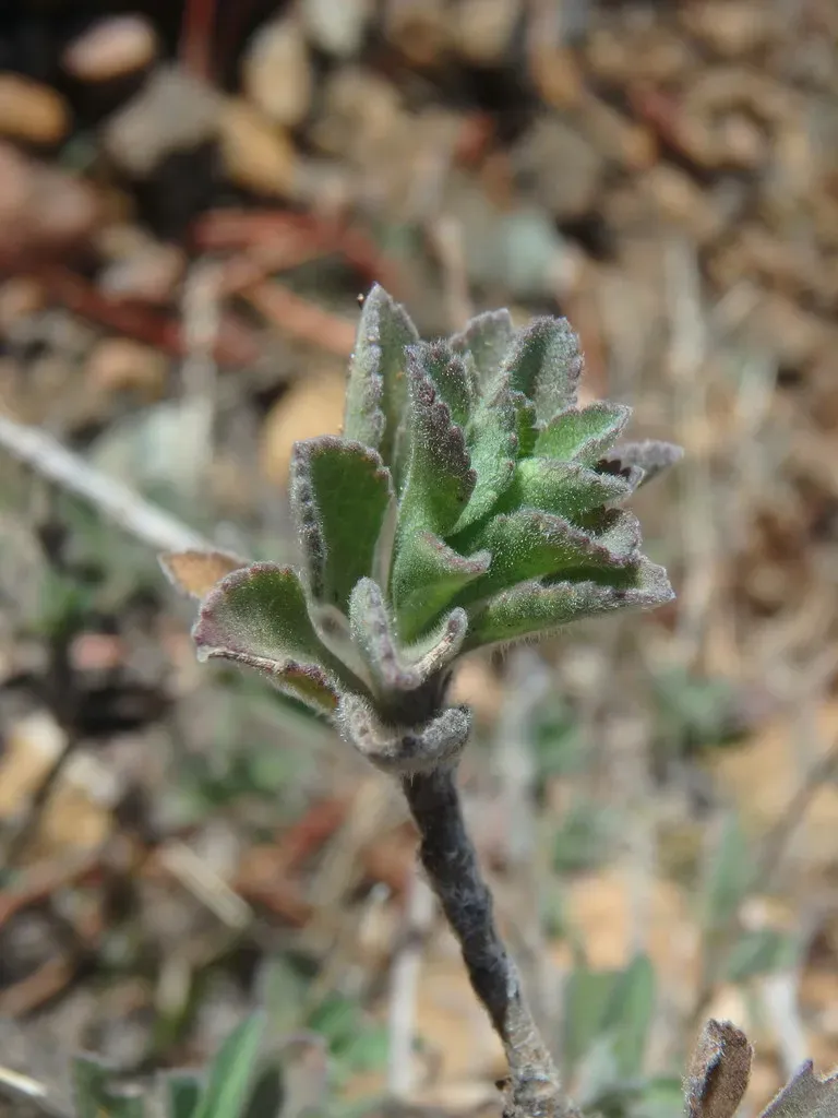 Pterocephalus Multiflorus