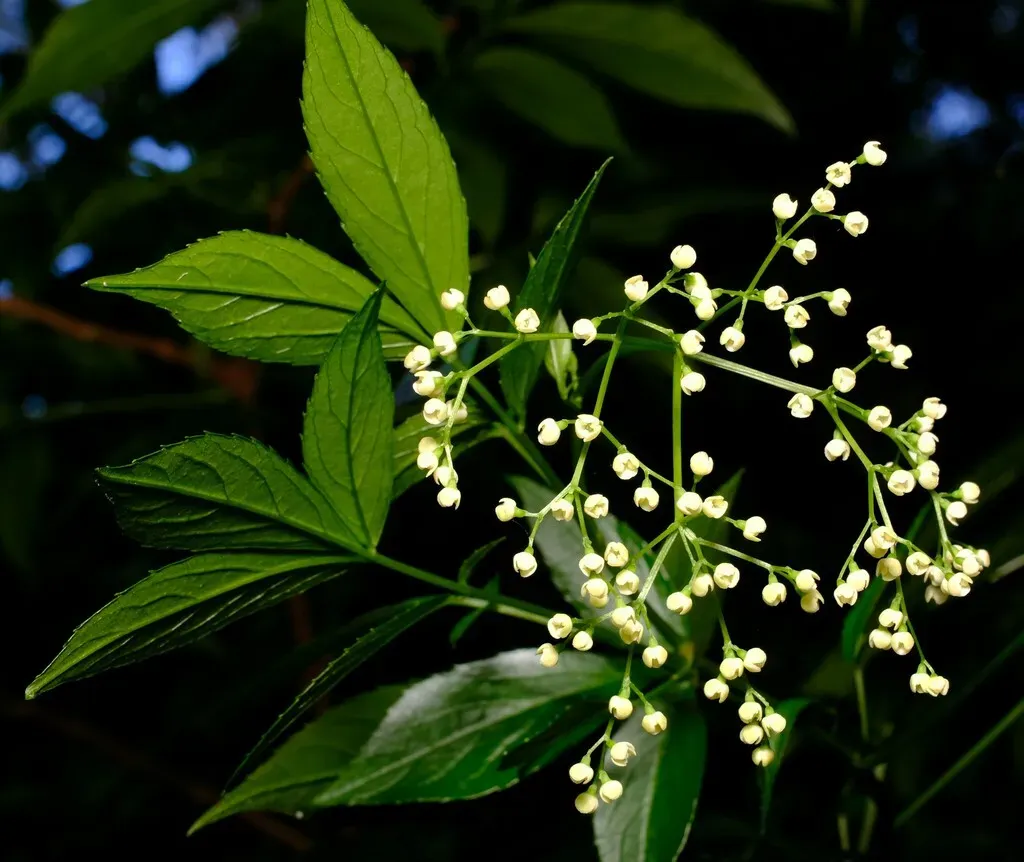 Native Elderberry