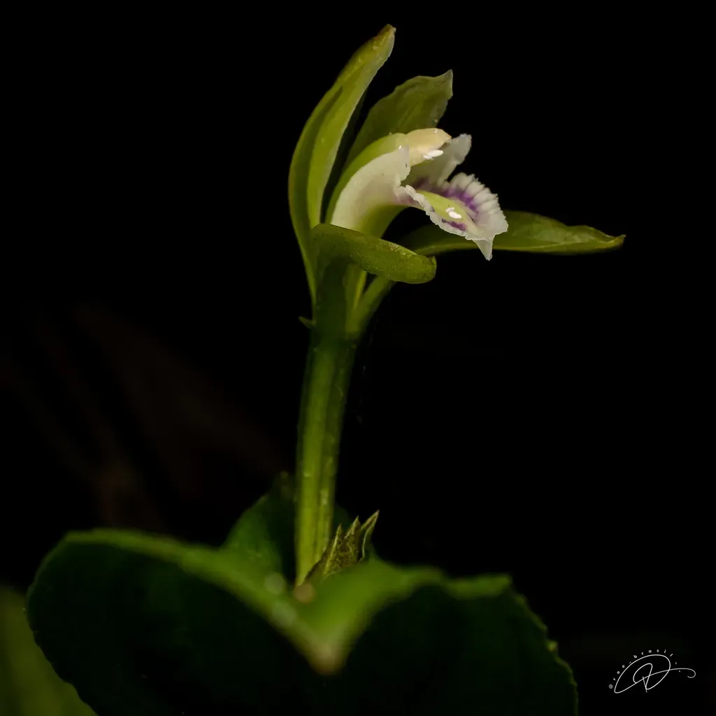 Psilochilus Modestus