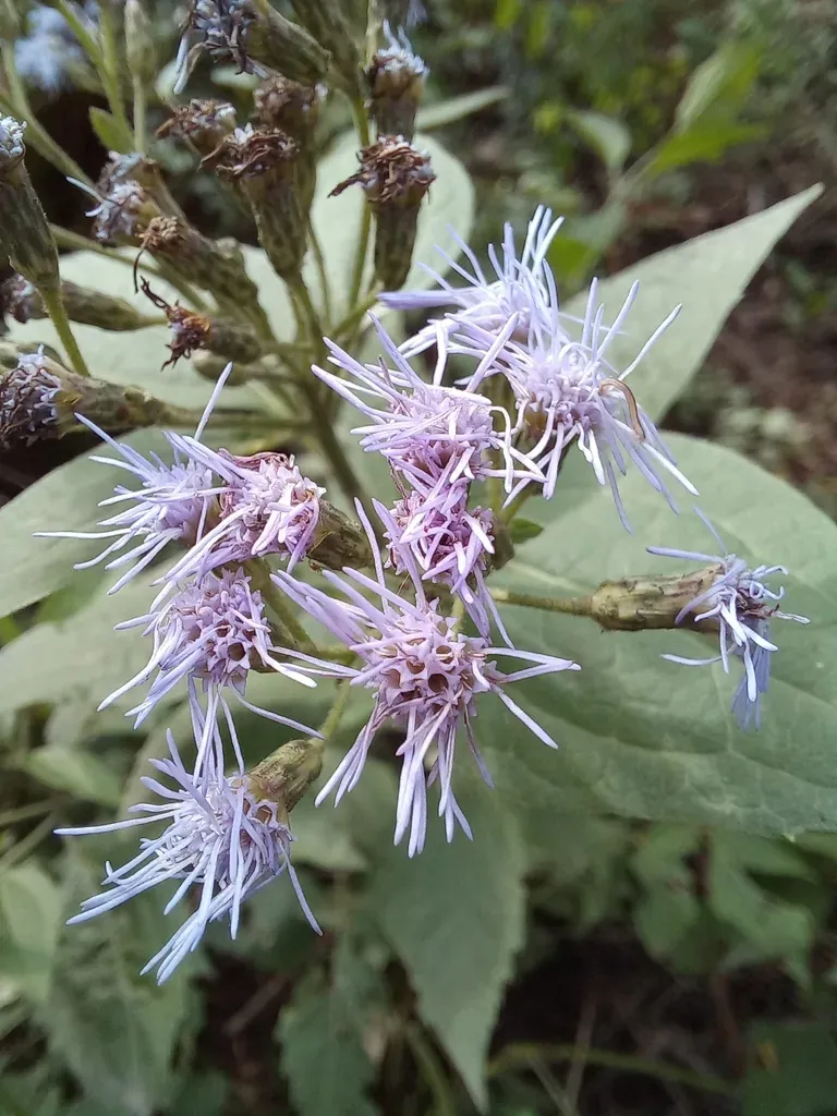 Chromolaena Hookeriana