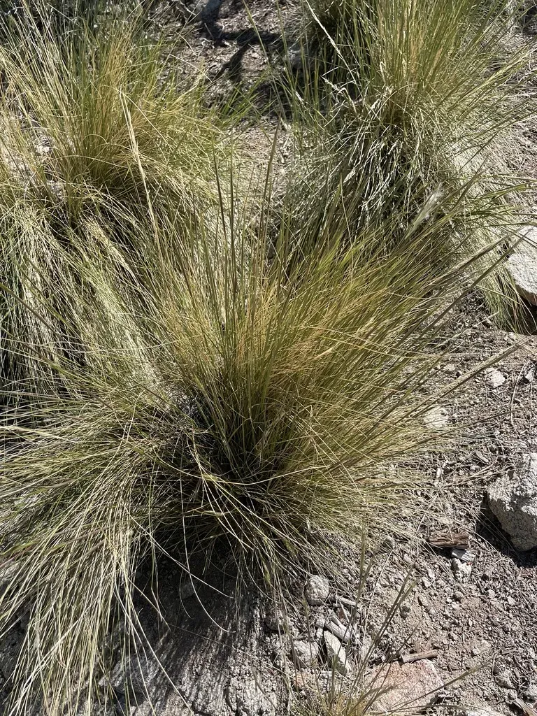 Desert Needlegrass