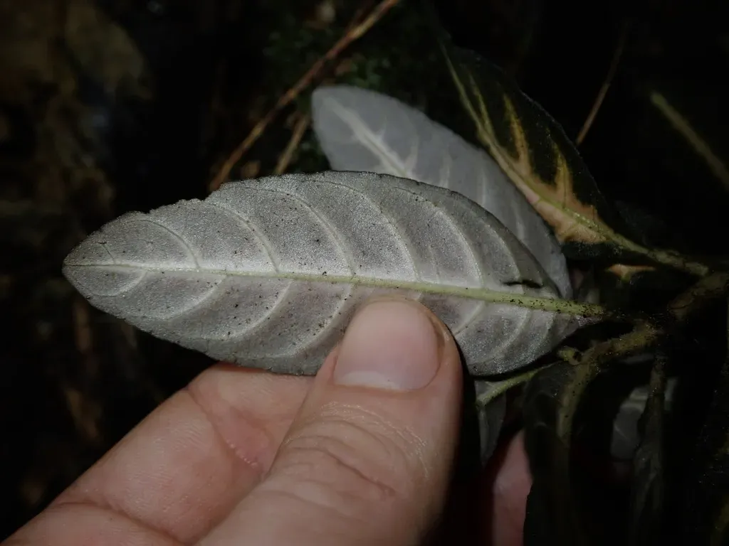 Aphelandra Goodspeedii