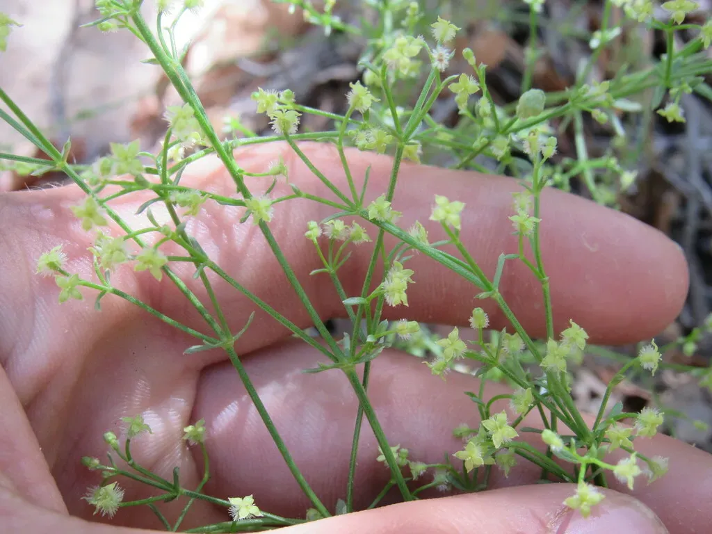 Colorado Bedstraw