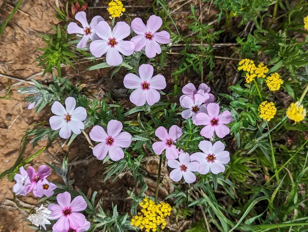 Sticky Phlox
