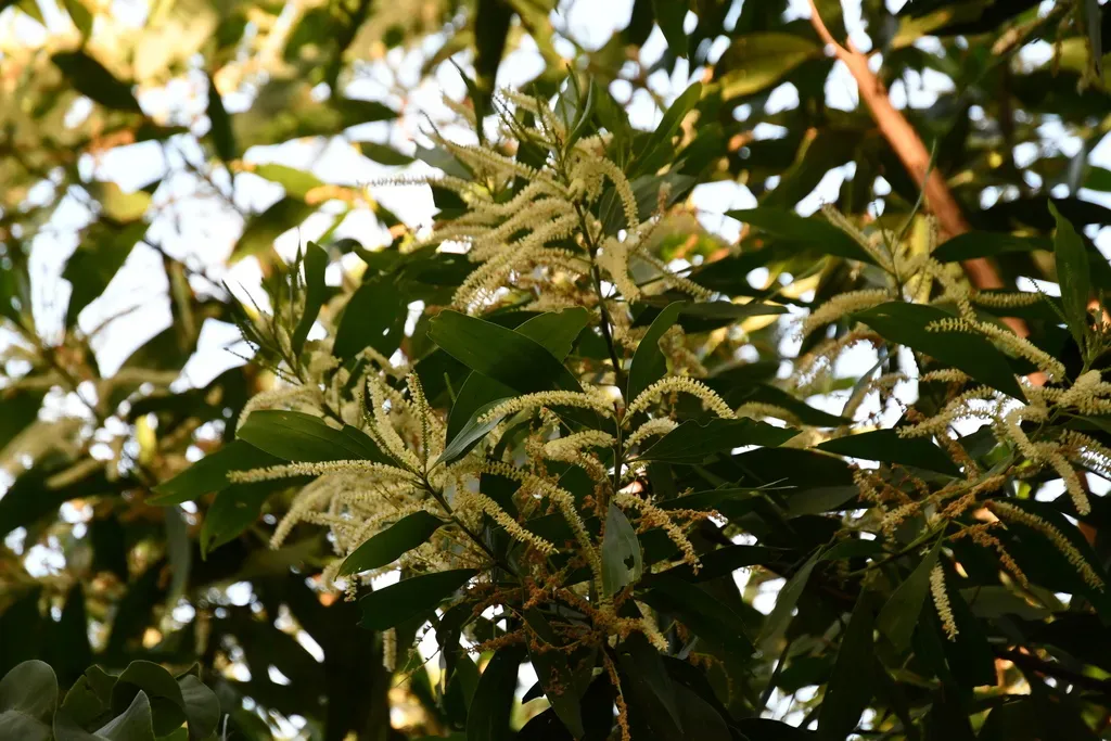 Acacia Mangium × Polystachya