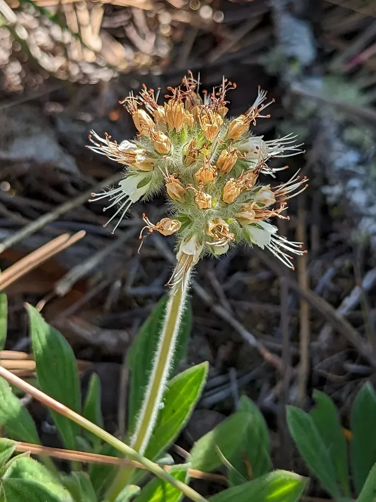 Serpentine Phacelia