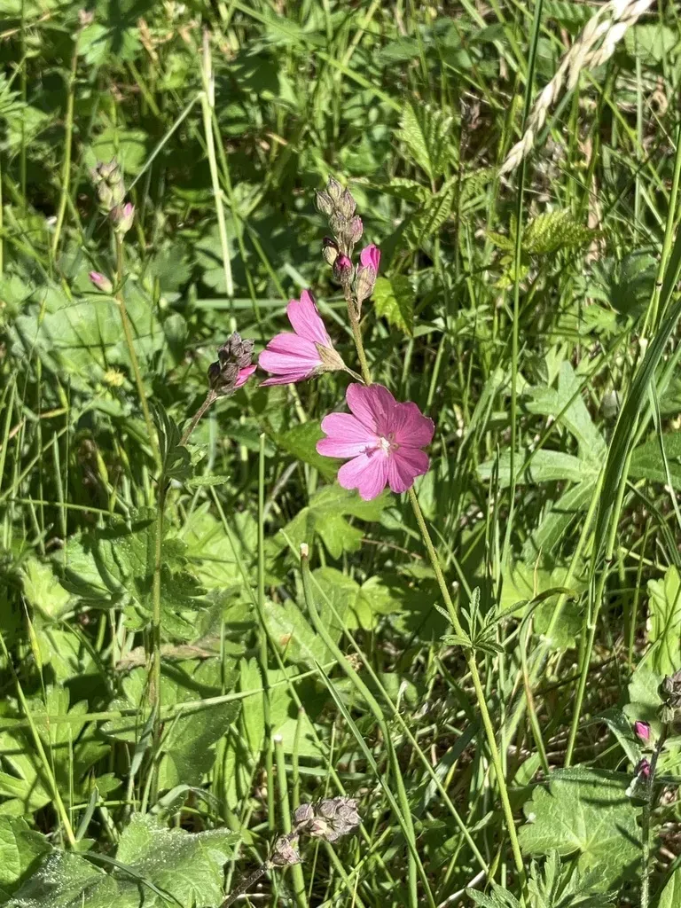 Rose Checker-mallow