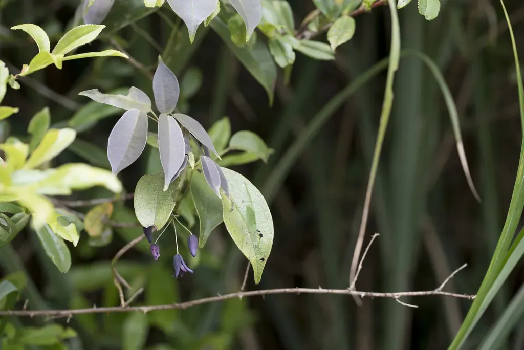 Stauntonia Purpurea