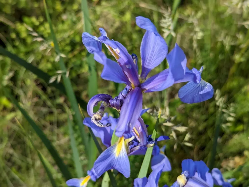Blue Iris
