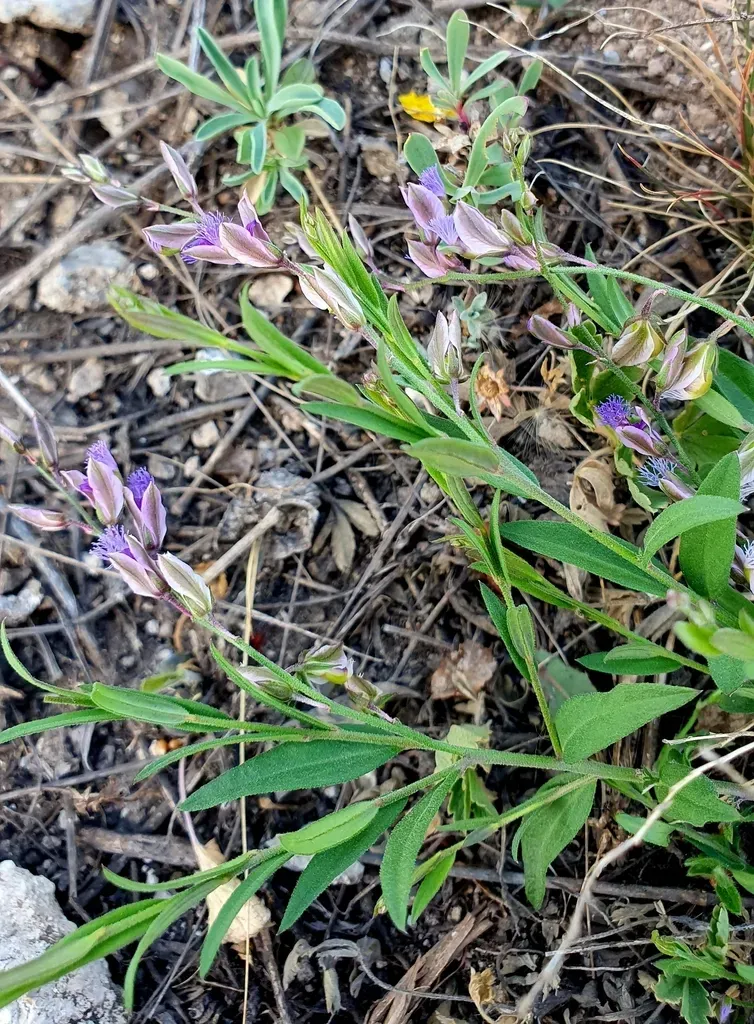 Siberian Polygala