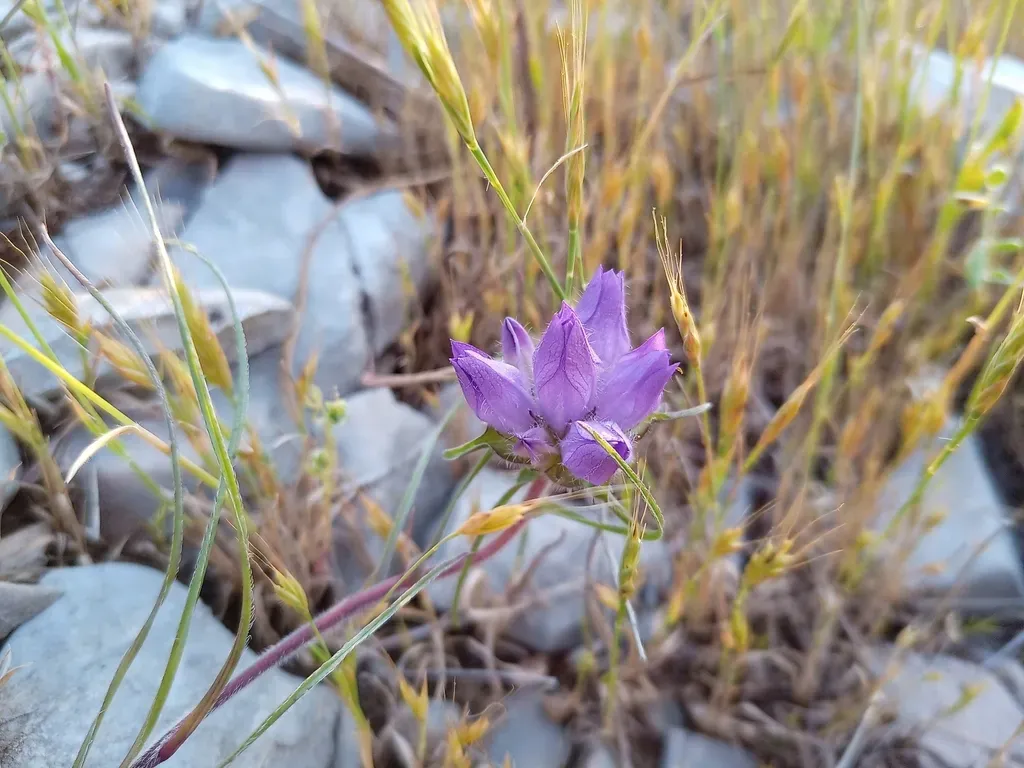 False Bellflower