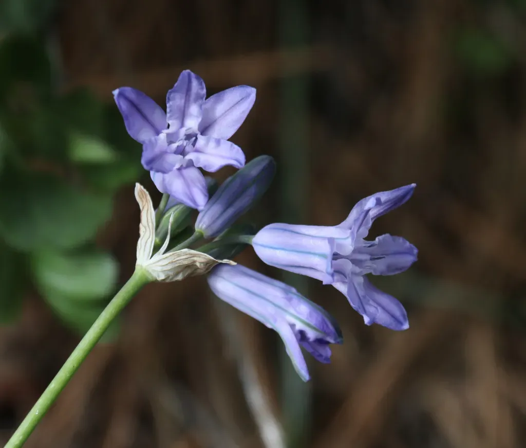 Largeflower Triteleia
