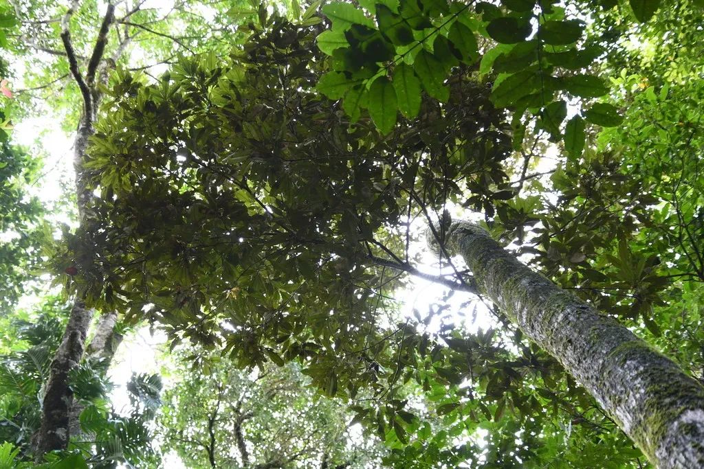 Flindersia Acuminata