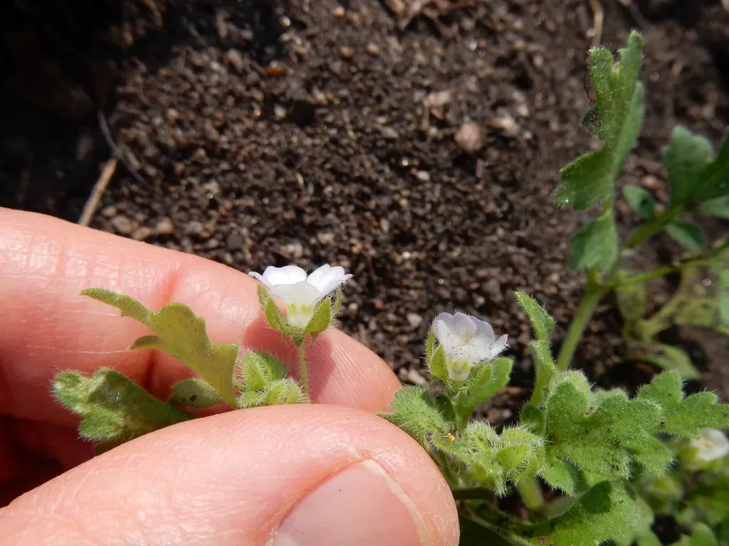 Kirtley's Baby Blue Eyes