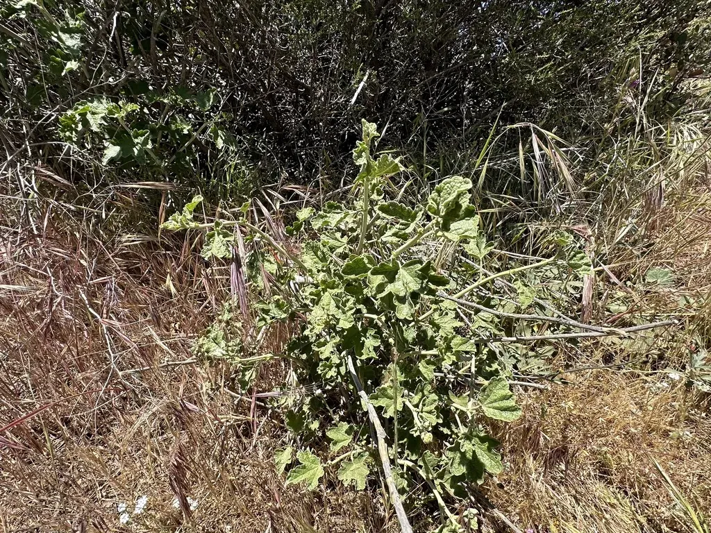 Enigmatic Bushmallow