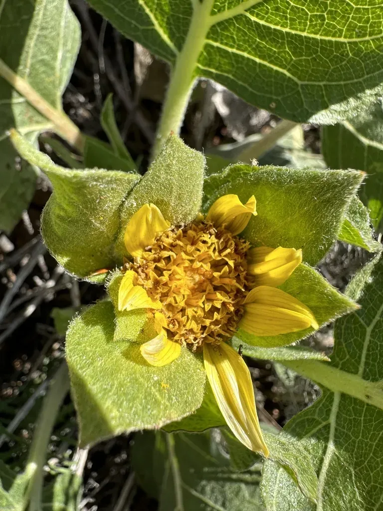 Southern Mule's Ears