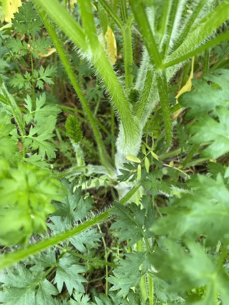 Silphiodaucus Hispidus