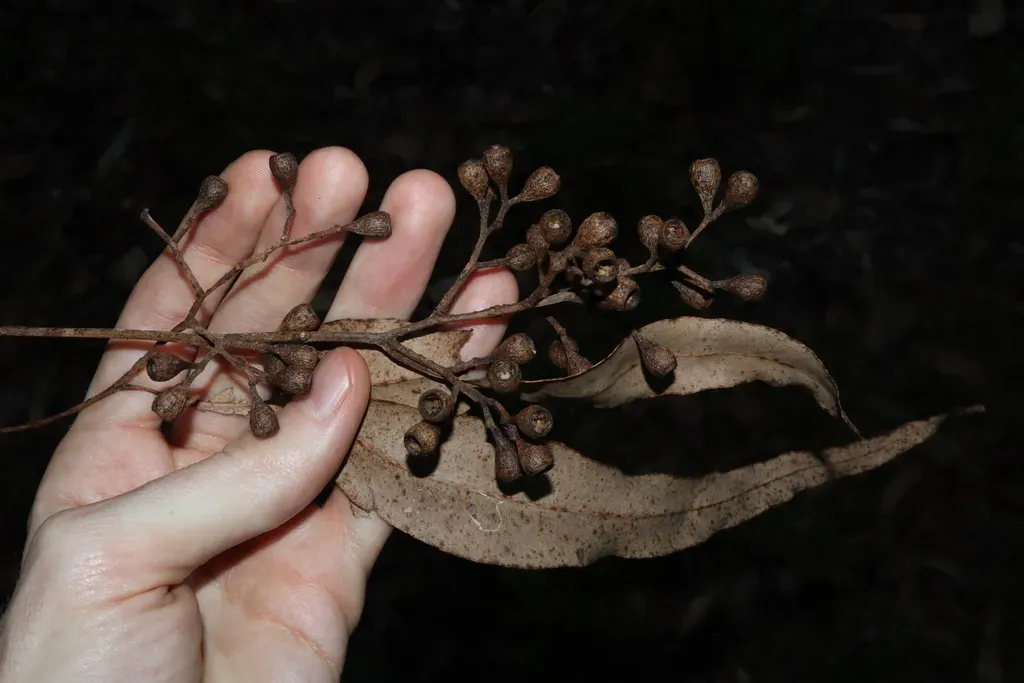 Eucalyptus Leptophleba