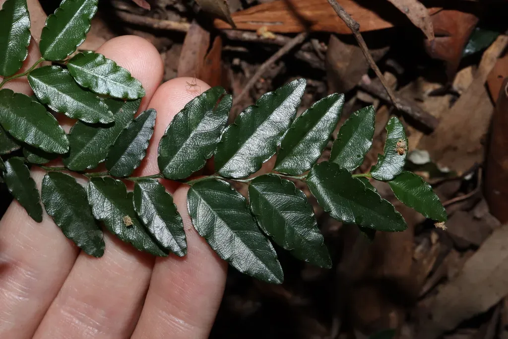 Ventilago Ecorollata