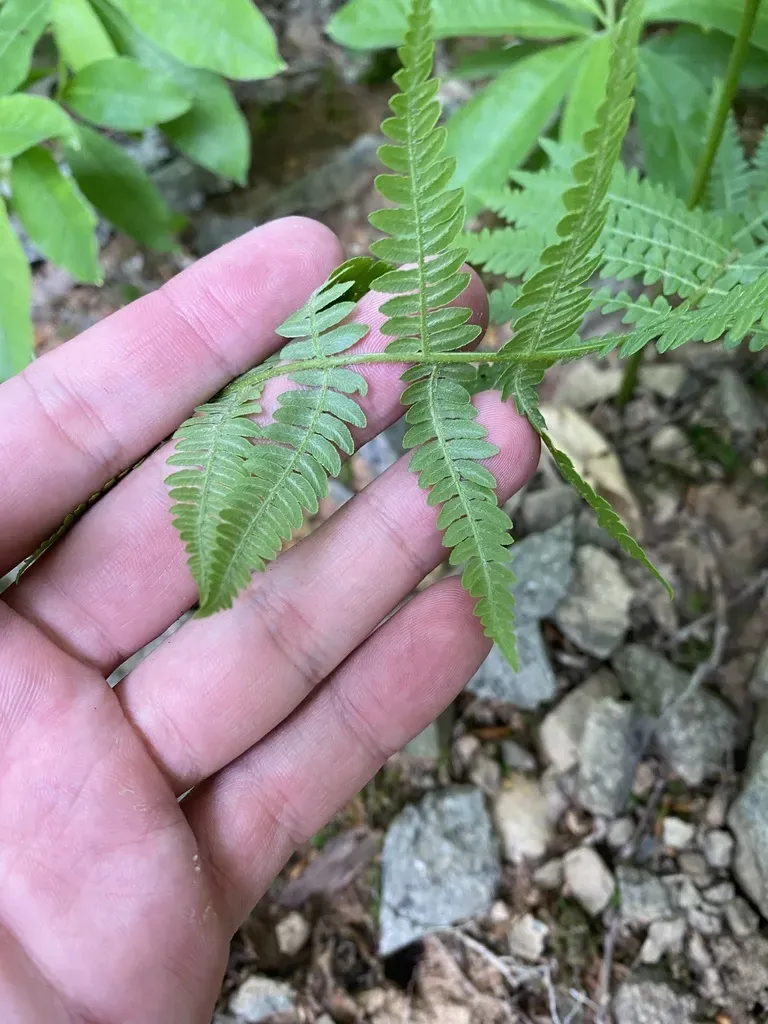 Bracken Fern
